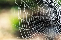 Free spider web image, public domain animal CC0 photo.