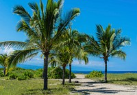 Palm tree on tropical beach, free public domain CC0 photo.