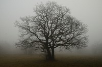 Free big dark tree in fog field image, public domain nature CC0 photo.