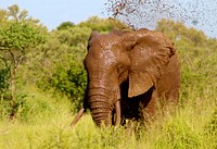 Free African elephant image, public domain wild animal CC0 photo.