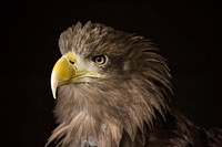 Free eagle head close up photo, public domain animal CC0 image.