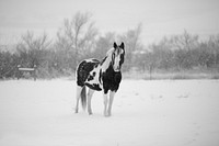 Free piebald horse in the snow image, public domain animal CC0 photo.