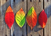 Free colorful autumn leaves image, public domain nature CC0 photo.