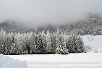 Free snowy forest image, public domain winter CC0 photo.