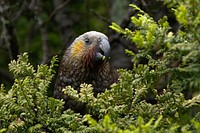 Free kaka, New Zealand parrot on branch close up portrait photo, public domain animal CC0 image.