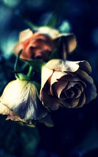 Free dried rose image, public domain flower CC0 photo.