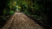 Free trail in green forest with trees photo, public domain nature CC0 image.