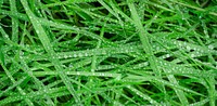 Free wet grass image, public domain nature CC0 photo.