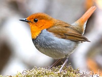 Free robin bird portrait in nature background photo, public domain animal CC0 image.