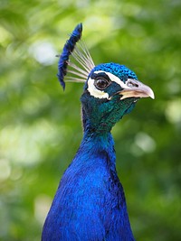 Free peacock close up portrait photo, public domain animal CC0 image.