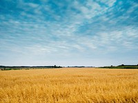 Free golden field and blue sky public domain CC0 photo.