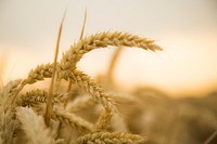 Free wheat in field image, public domain CC0 photo.