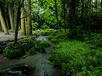 Trees in the woods, free public domain CC0 photo