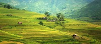 Agricultural scenery, green field landscape photo, free public domain CC0 image.