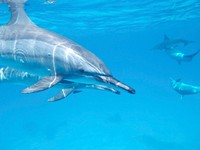 Free Dolphins image, public domain animal CC0 photo.