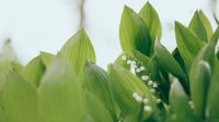 Free lily of the valley image, public domain flower CC0 photo.