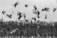 Free birds flying monochrome photography image, public domain animal CC0 photo.