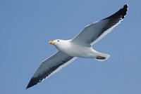 Free seagull portrait nature background photo, public domain animal CC0 image.