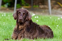 Free chocolate flat coated retriever portrait photo, public domain animal CC0 image.