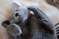 Free cute cat taking a nap image, public domain CC0 photo.