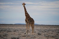 Free giraffe in the wild image, public domain CC0 photo.