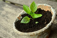 Free sprouting plant image, public domain gardening CC0 photo.