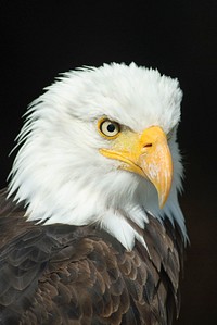 Free bald eagle image, public domain animal CC0 photo.