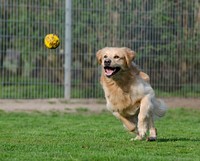 Free Golden Retriever image, public domain pet CC0 photo.