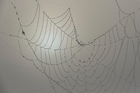 Spiderweb filled with droplets, free public domain CC0 image.