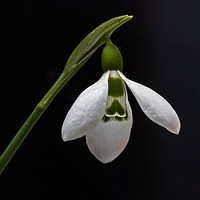Free snowdrop flower in black background public domain CC0 photo.
