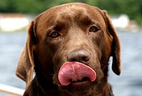 Free chocolate labrador retriever close up portrait photo, public domain animal CC0 image.