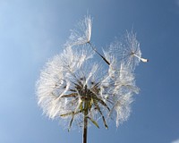 Free dandelion, blue sky image, public domain botanical CC0 photo.