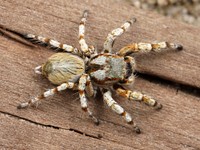 Free close up tarantula spider image, public domain animal CC0 photo.