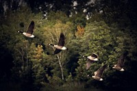 Free Canada geese in flight nature background photo, public domain animal CC0 image.