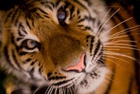 Free tiger image, public domain wild animal CC0 photo.