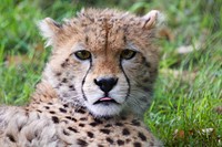 Free cheetah cub image, public domain wild animal CC0 photo.