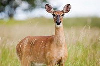 Free deer in the forest photo, public domain animal CC0 image.