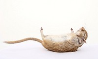 Free pet mouse tipped over image, public domain CC0 photo.