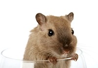Free brown hamster on white background portrait photo, public domain animal CC0 image.