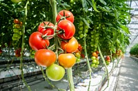 Free closeup on fresh tomato plant image, public domain CC0 photo.