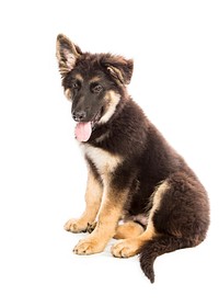 Free German Shepherd image, public domain pet CC0 photo.