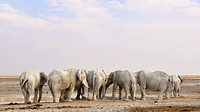 Free African elephant herd image, public domain wild animal CC0 photo.