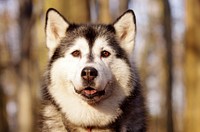 Free Siberian Husky image, public domain pet CC0 photo.