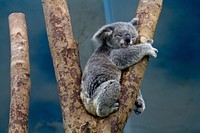 Free Koala image, public domain animal CC0 photo.