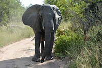 Free elephant image, public domain wild animal CC0 photo.