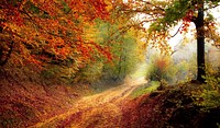 Free forest full of fall leaves photo, public domain nature CC0 image.