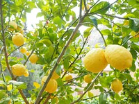 Free lemon tree image, public domain fruit CC0 photo.