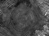 Free wood slice texture, gray photo, public domain abstract CC0 image.