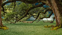 Large trees on grass field, free public domain CC0 photo