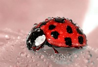 Free ladybug covered in dew photo, public domain animal CC0 image.
